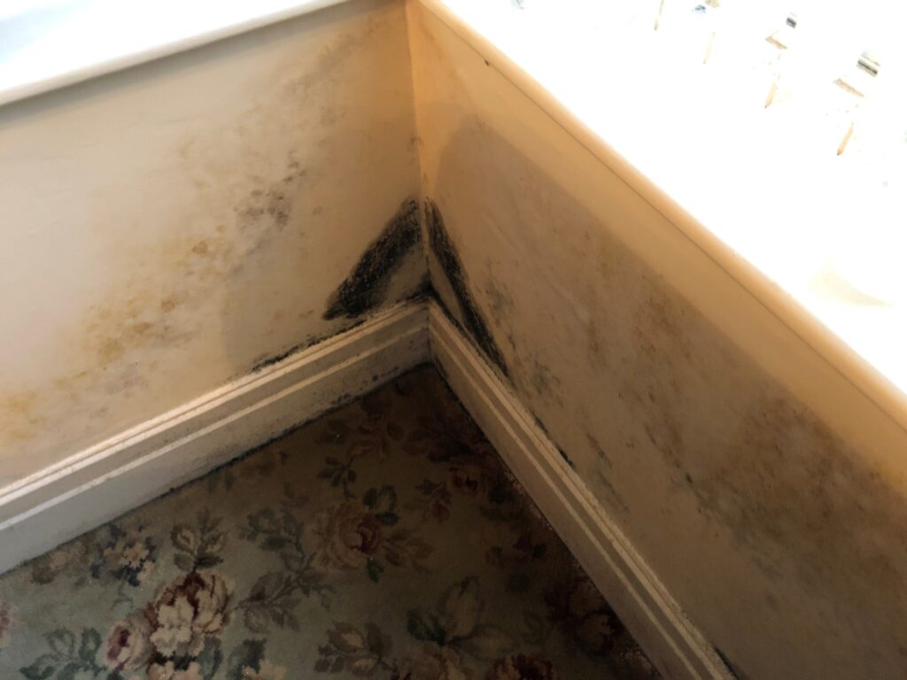 condensation spot mould staining